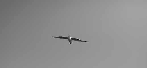 Bird flying on clear sky copyspace (Black and White)