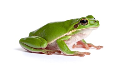 Close-up of a vibrant green frog (5)