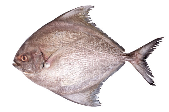 Black pomfret fish isolated on white background.