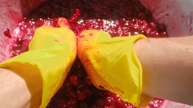 Winemaker wearing bright yellow gloves manually crushing ripe cherries in white metal bucket preparing homemade traditional wine during summer harvest. Winemaker crushing cherries for wine preparation