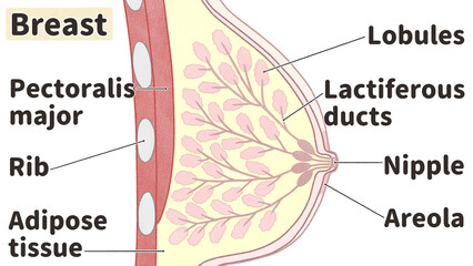 Breast anatomy Labeled diagram Side view PNG