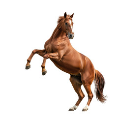 Obraz premium A powerful brown horse rears up, displaying its strength and beauty. This dynamic pose highlights its muscular physique and elegant form.