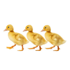 Three cute yellow ducklings walk in a line, showcasing their fluffy feathers and tiny steps. Ideal for themes of spring, easter, farm life, and new beginnings.