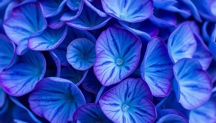 Close up of blue hydrangea flower petals floral bloom nature photography background wallpaper image