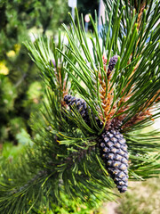 Close-up of Pine Cone on Branch with Green Needles and Buds