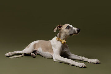 A graceful whippet lying down, gazing upward with curiosity and poise. Its sleek form and elegant posture shine against the deep olive background.