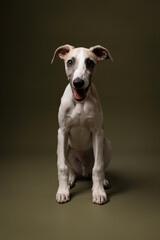  stylish whippet puppy sits gracefully, looking curiously ahead against an olive green backdrop. Pure charm and elegance.
