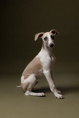  stylish whippet puppy sits gracefully, looking curiously ahead against an olive green backdrop. Pure charm and elegance.