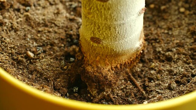Close up view revealing pachira aquatica money tree trunk base with intricate root system developing in yellow ceramic pot filled with rich dark soil, highlighting botanical growth details