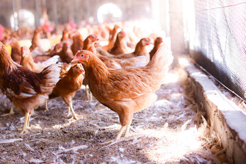 A lot of brown chicken in chicken farm