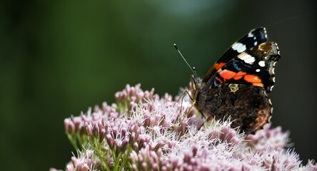 A stunning red admiral butterfly rests on delicate pink flowers in its natural habitat.