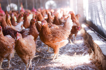 A lot of brown chicken in chicken farm
