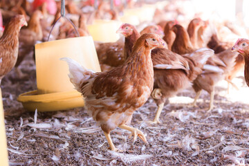 Close up of brown chicken in chicken farm
