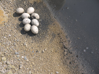 Pile of Onsen tamago eggs boiled in hot thermal spring mud