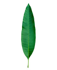 Fototapeta premium Young Mango Plant PNG – Single Mango Tree Sapling Isolated with Transparent Background