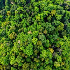 Naklejka premium A breathtaking aerial view of the lush Amazon rainforest, showcasing a vibrant tapestry of green treetops, winding rivers, and diverse wildlife habitats.