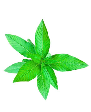 Green Jussiaea Linifolia Herb Leaf Isolated on Transparent Background &ndash; High Resolution Medicinal Plant PNG