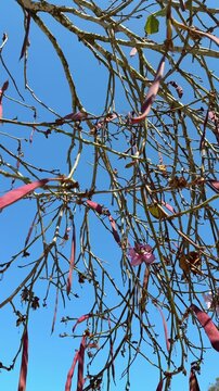 Orchid tree twigs, seed pods and blossoms moving in the wind under blue sky
