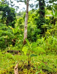 A delicate, small green plant emerges vibrantly from a lush, soft bed of velvety moss, showcasing nature's resilience and beauty in a serene setting.