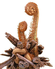 Dryopteris wallichiana jurassic gold hardy fern. 