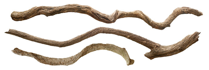 Twisted wild liana jungle vine isolated. Tropical jungle vine or curved liana branch. 