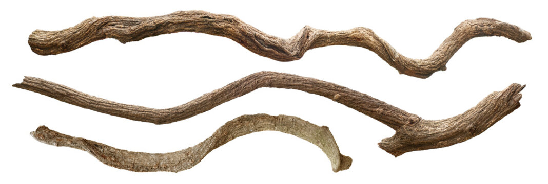 Twisted wild liana jungle vine isolated. Tropical jungle vine or curved liana branch.  - Powered by Adobe