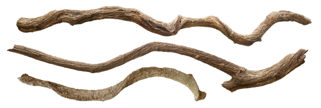 Twisted wild liana jungle vine isolated. Tropical jungle vine or curved liana branch. 