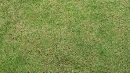 Green lawn with trimmed grass. Green grass texture or Green grass background texture. Perspective view.	