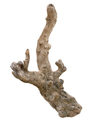 A dry branch of dead tree with cracked dark bark wood. Driftwood, aged branch isolated. Isolated wooden branch.