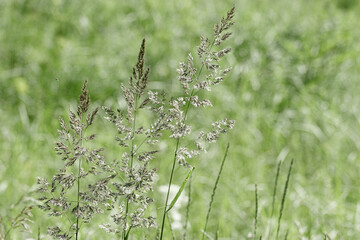Close up view of green wild grasses growing in meadow at sunlight. Natural, warm, serene atmosphere. Natural beauty landscape, Minimal natural textured pattern of summer grass, blur background