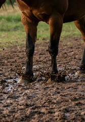 Close-up of horse legs in muddy field