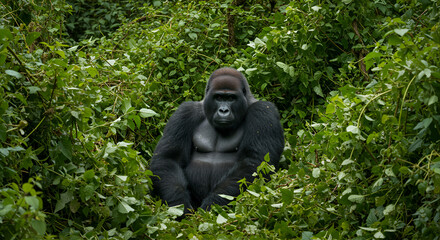 Naklejka premium Majestic gorilla amidst lush foliage