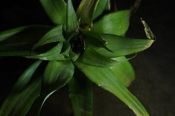 Pineapple: Pineapple is a tropical fruit with spiky skin and sweet, juicy flesh rich in vitamin C and digestive enzymes