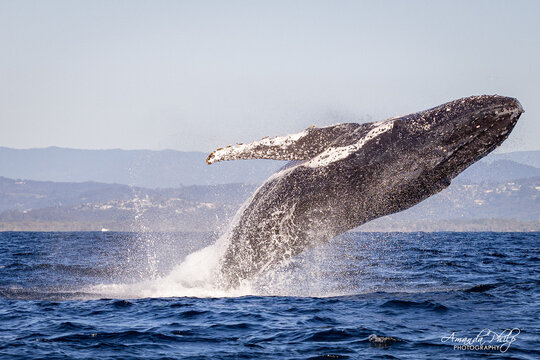 Humpback whale breaching in the wild