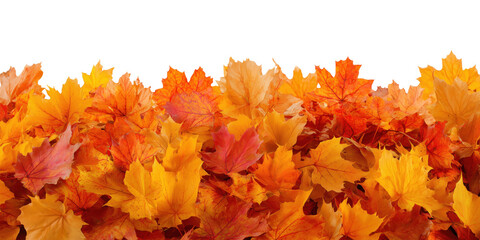 Colorful autumn maple leaves arranged in horizontal border isolated on transparent background