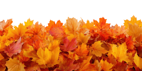 Colorful autumn maple leaves arranged in horizontal border isolated on transparent background