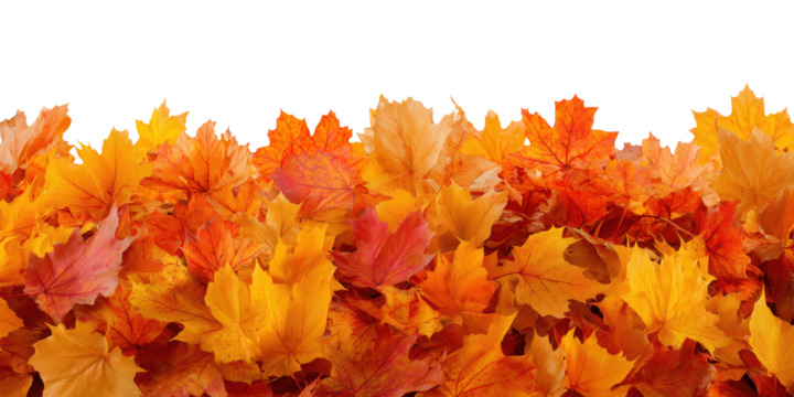 Colorful autumn maple leaves arranged in horizontal border isolated on transparent background