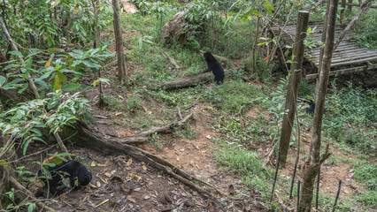 Two biruangs are feeding in the Bornean Sun Bear Conservation Centre. Endemic animals Helarctos malayanus  eat fruits laid out on the ground at the roots of trees, on the grass. Malaysia. Borneo. 