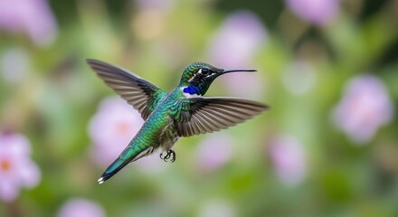 Obraz premium Emerald hummingbird in flight, surrounded by out-of-focus flowers.