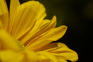yellow flower macro