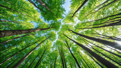 Looking up at the canopy of tall trees with green leaves against a bright blue sky on a sunny day