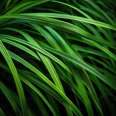 Long, slender green leaves overlap in a lush, vibrant display of natural foliage and texture