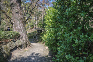 March 23 2025 Moss Covered Rocks and Sunlight Filtering Through Trees