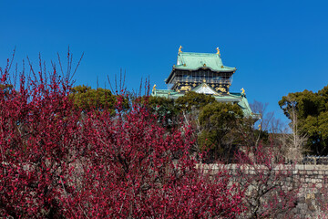 Naklejka premium Red cherry blossoms in front of Osaka castle in Japah. Clear bue sky in the background. 
