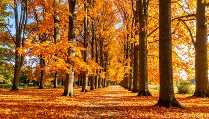 Autumnal pathway lined with vibrant trees