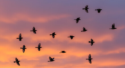 Birds in flight at sunset