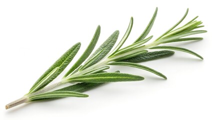 Fototapeta premium Fresh rosemary and aloe vera plants isolated on white background with green leaves and herbs