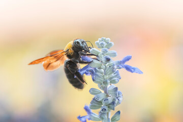 サルビアの花と集密するクマバチ