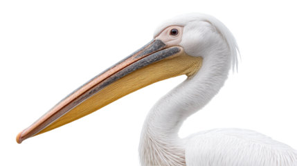 Isolated pelican on transparent background with detailed feathers and long beak in close up view