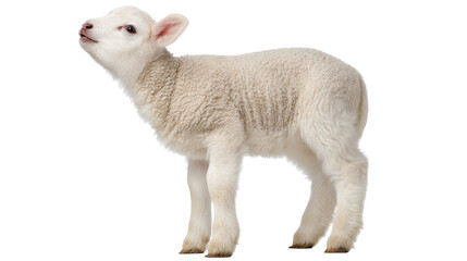 Obraz premium Young lamb isolated on transparent background with soft wool texture and curious expression